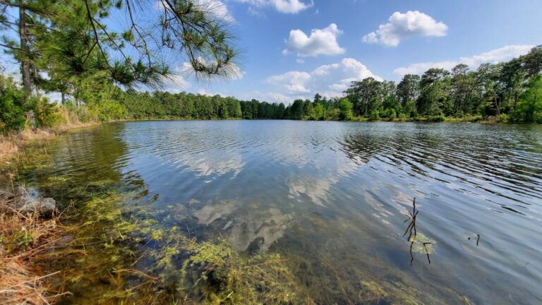 UCF Arboretum